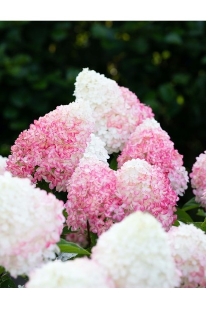 Подробное фото метелки гортензии с переходом цвета